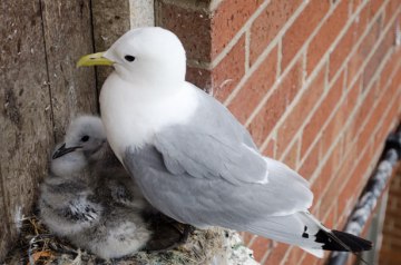 seagull-and-chicks