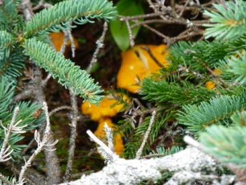 Maine mushrooms