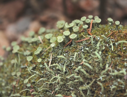 woodland moss