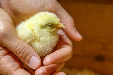 chick-in-hands-1446893155zjO